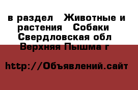  в раздел : Животные и растения » Собаки . Свердловская обл.,Верхняя Пышма г.